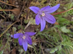 Brodiaea jolonensis