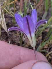 Brodiaea jolonensis