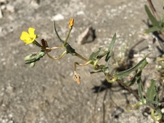 Camissoniopsis pallida