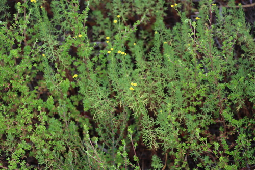 Fillyfruit Stinkals (Hippia hutchinsonii)