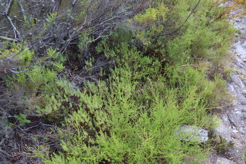 Image of Hippia hutchinsonii by (c) Tony Rebelo, some rights reserved (CC BY-SA)