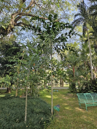 Balaka seemannii observed 2023-11-26
