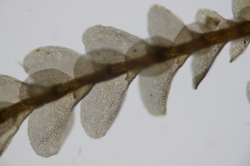 Cheilolejeunea ovalis