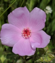 Eremalche parryi kernensis