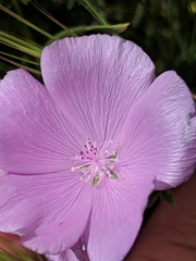 Eremalche parryi kernensis