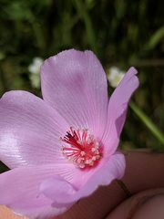 Eremalche parryi kernensis