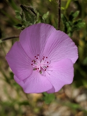 Eremalche parryi kernensis