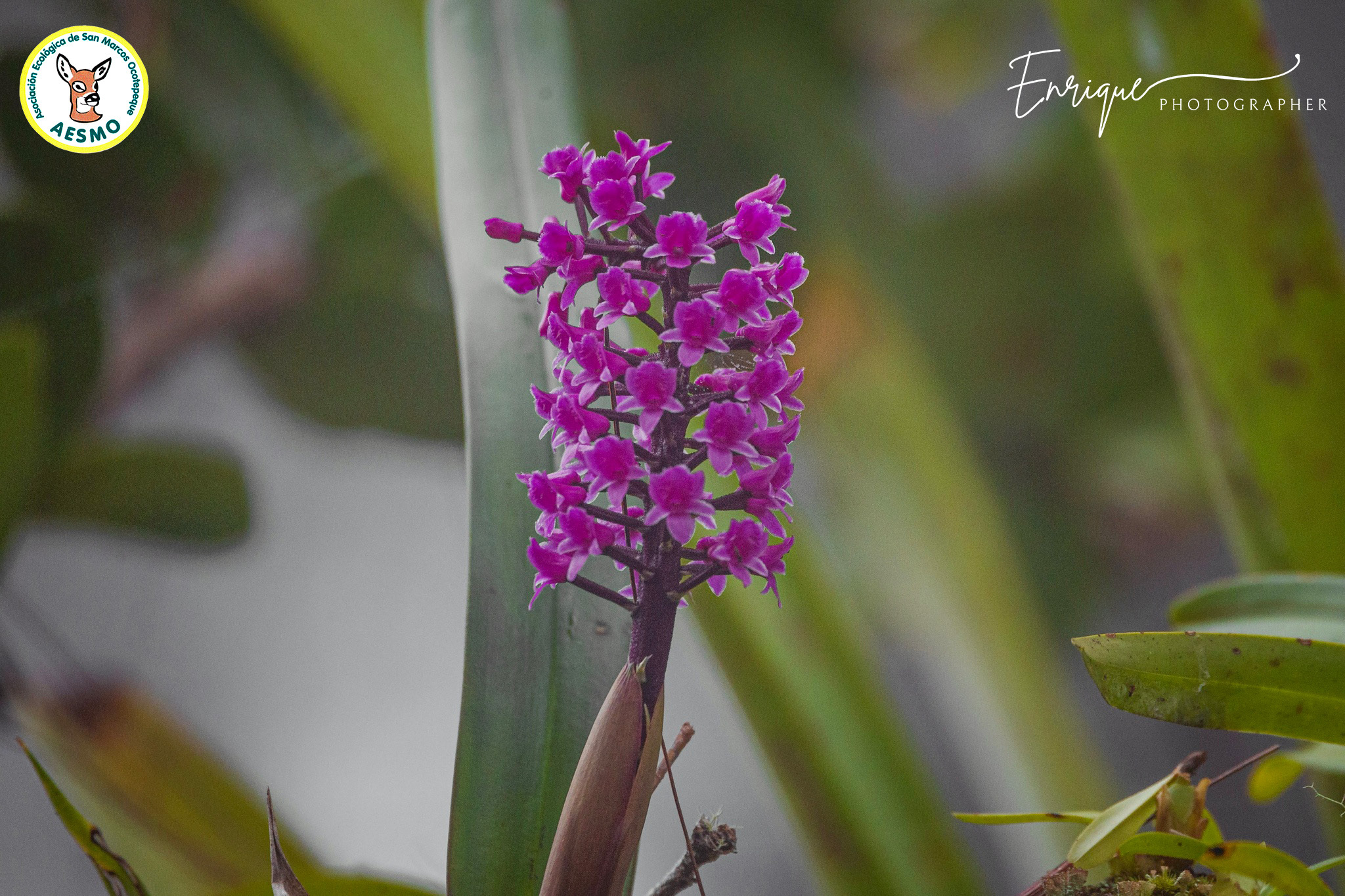 Imagem de Orquídea gigante
