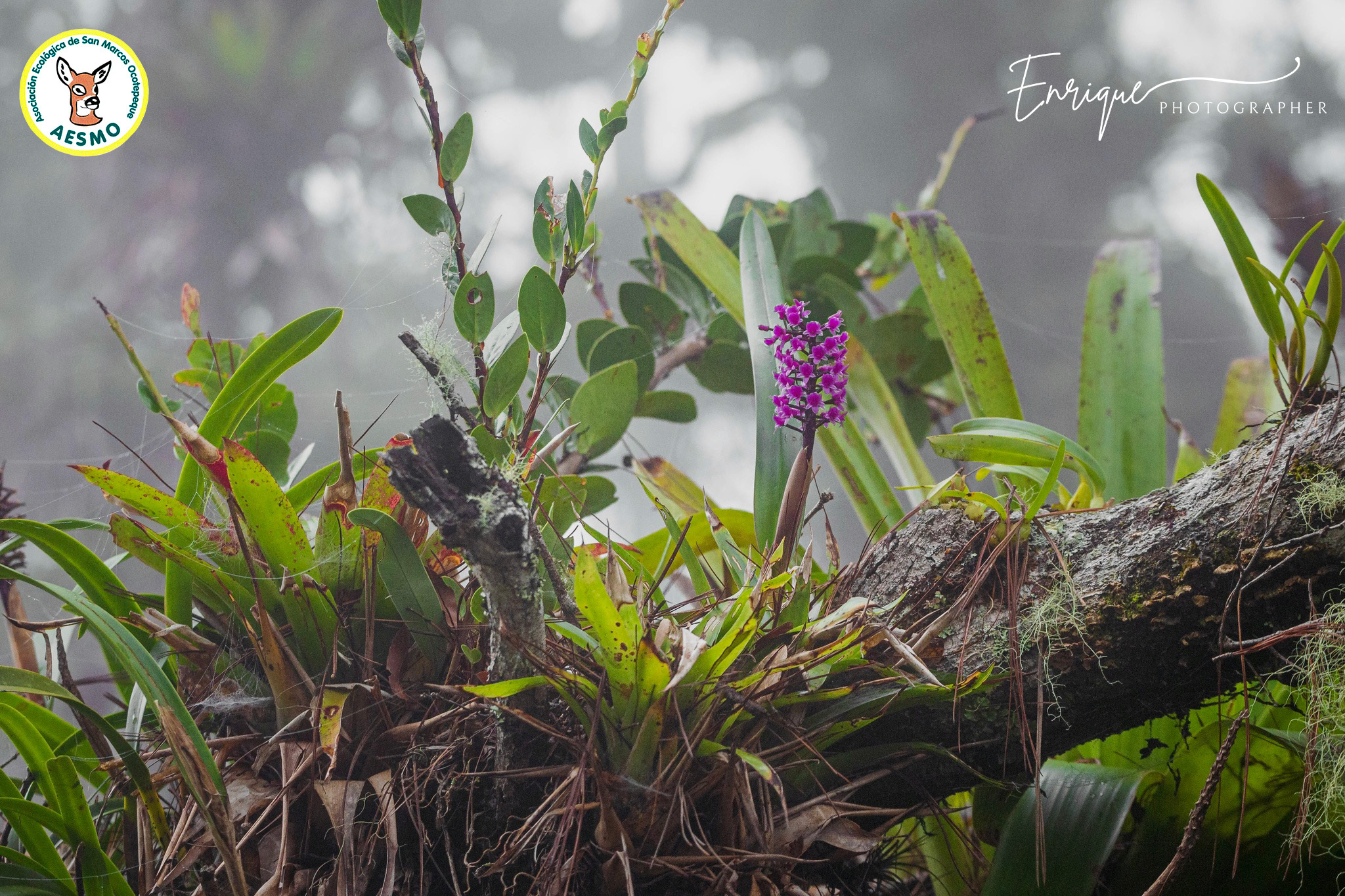Imagem de Orquídea gigante