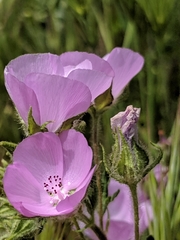 Eremalche parryi kernensis