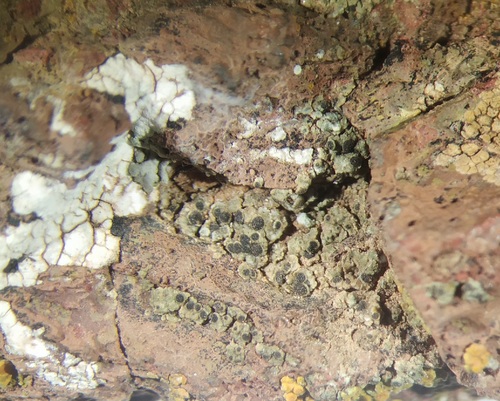 Representative image of Rinodina gennarii