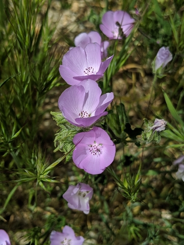 Image of Eremalche parryi by no rights reserved
