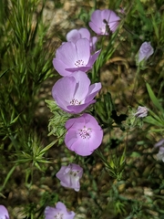 Eremalche parryi kernensis