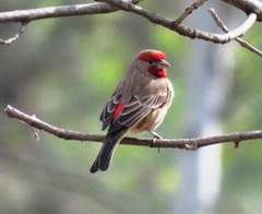 Haemorhous mexicanus