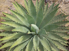 Agave lyobaa