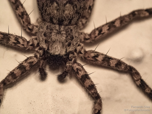Selenops mexicanus