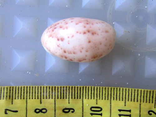 Bulla solida observed 2006-06-15