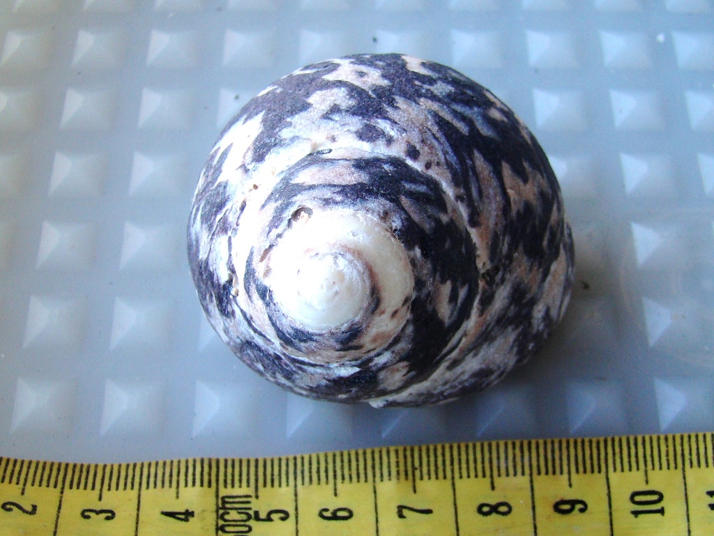 West Indian Top Shell from Parque Nacional Los Roques, Venezuela. on ...