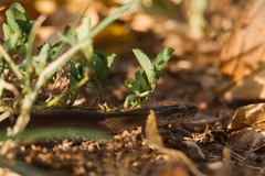 Boaedon fuliginosus