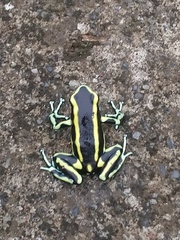 Dendrobates truncatus
