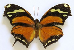 Consul fabius cecrops