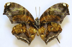 Consul fabius cecrops