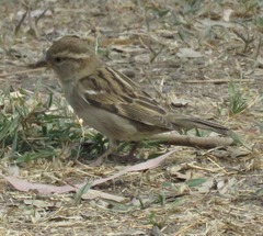 Passer domesticus