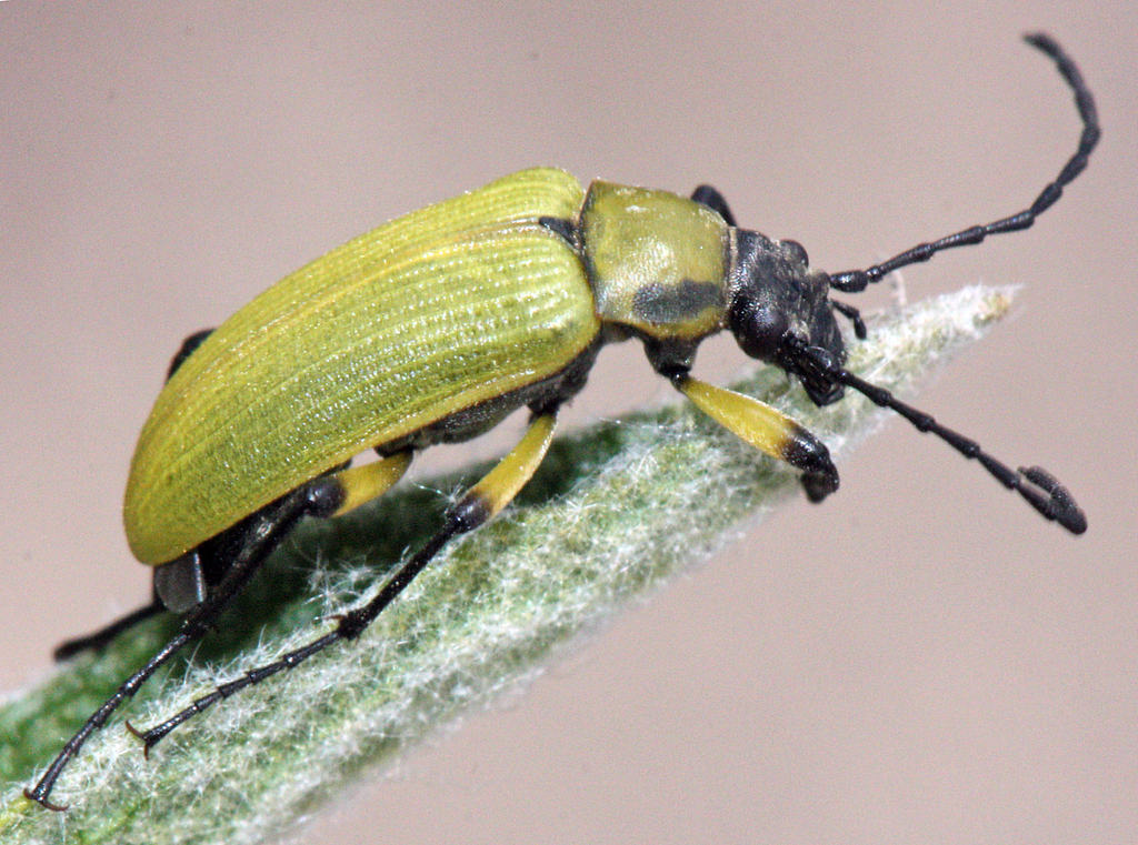 Proctenius granatensis
