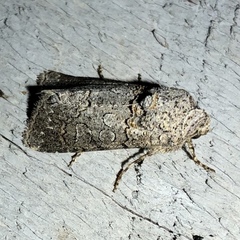 Sympistis perscripta