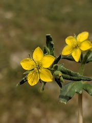Mentzelia affinis