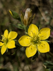 Mentzelia affinis