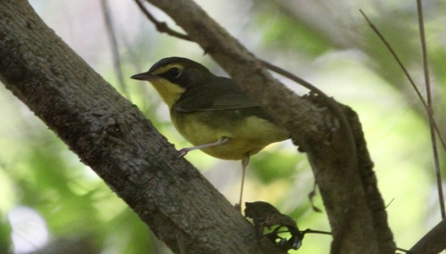 Kentucky Warbler (Geothlypis formosa)