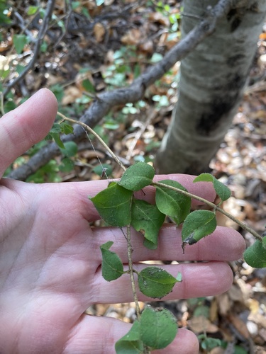 Pink Honeysuckle foliage