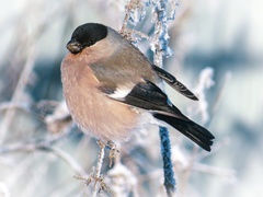 Eurasian Bullfinch photo 4