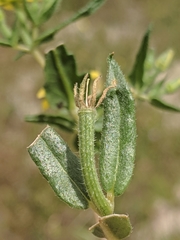 Mentzelia affinis