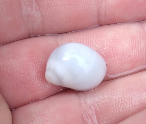 Uber Milk Moon Snail
