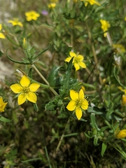 Mentzelia affinis