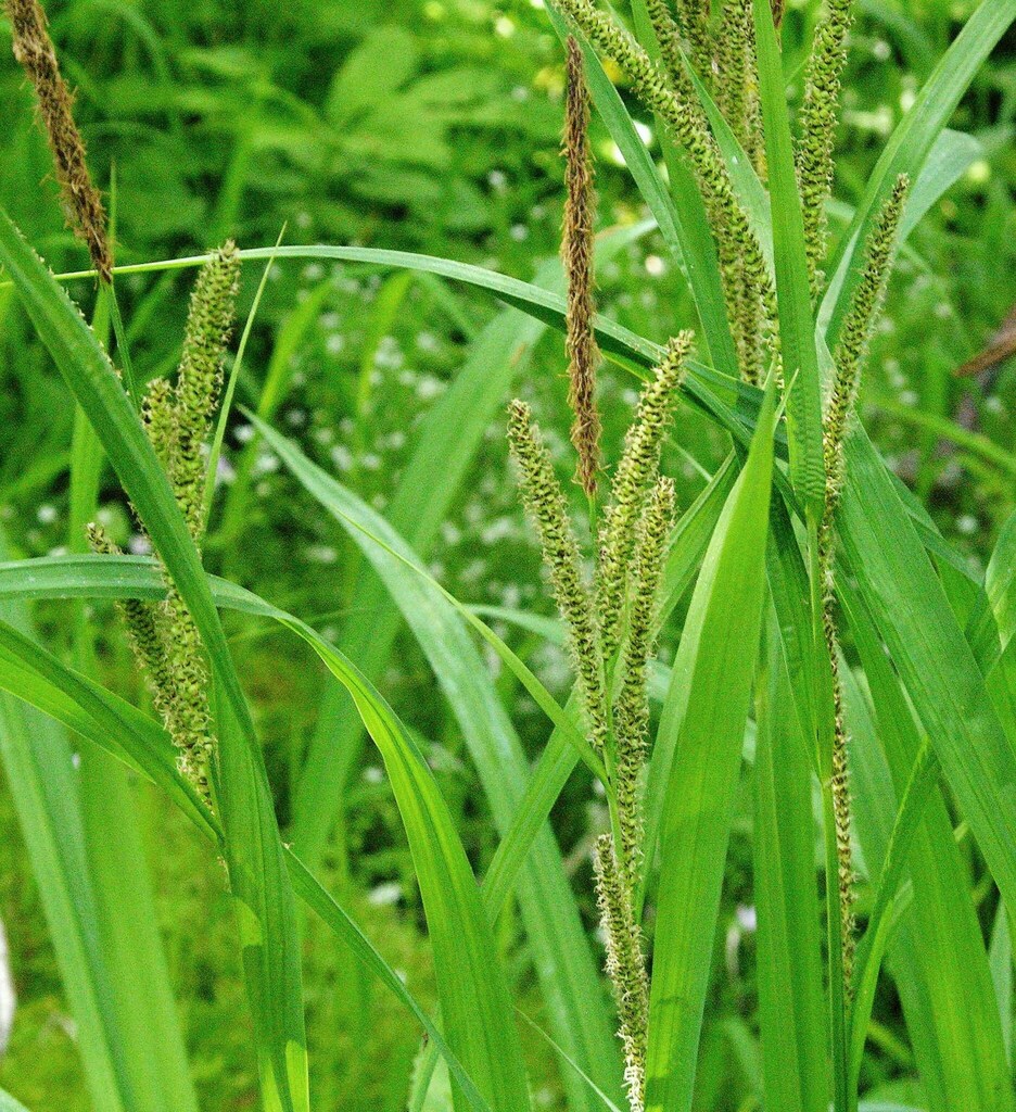 big-leaf sedge