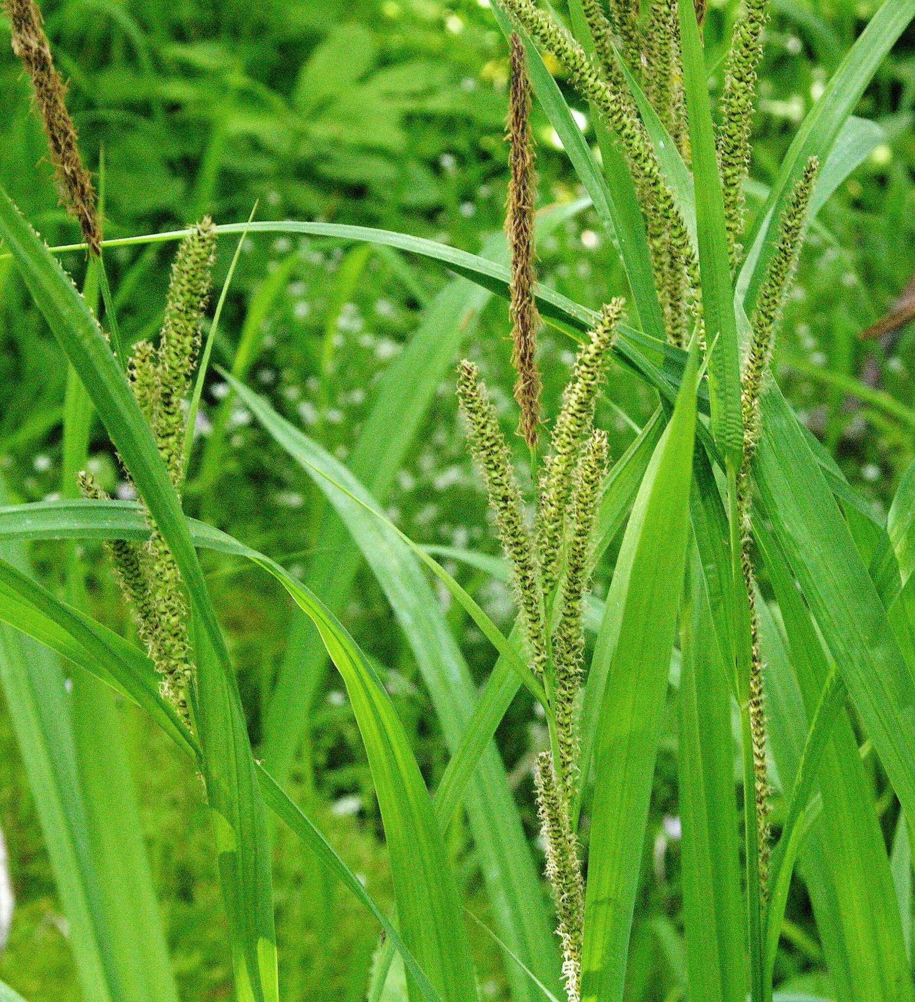 Carex amplifolia