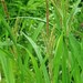 Carex amplifolia - Photo (c) Bruce Newhouse,  זכויות יוצרים חלקיות (CC BY-NC-ND), הועלה על ידי Bruce Newhouse