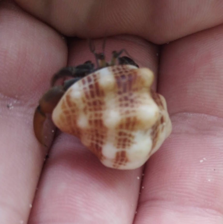 Vasula speciosa
