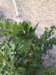 Shrubby Bladder Cherry (Withania frutescens)