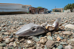 Mustelus