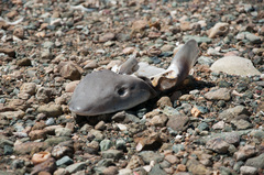 Mustelus