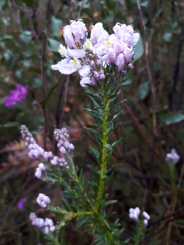 Comesperma ericinum (Comesperma ericinum)