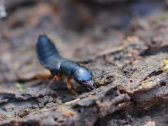 Dinothenarus badipes