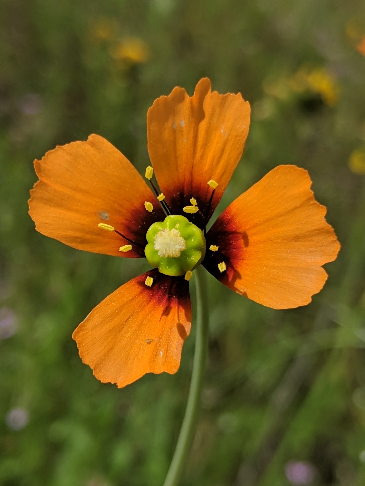 Papaver heterophyllum