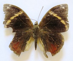 Opsiphanes tamarindi