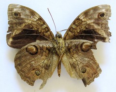 Opsiphanes tamarindi