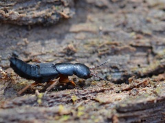 Dinothenarus badipes